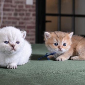 chaton British Shorthair seal golden point Burton Chatterie Le Domaine de Phyr