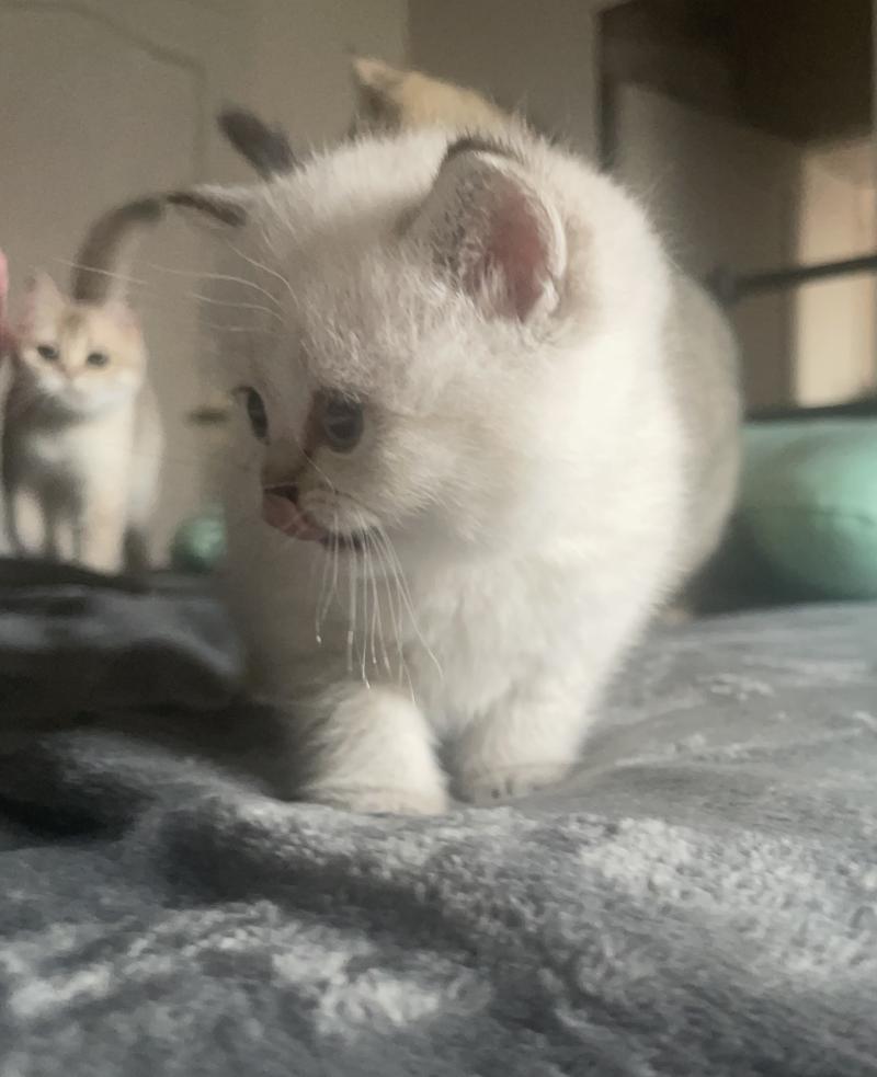 Burton Du Domaine de Phyr Mâle British Shorthair