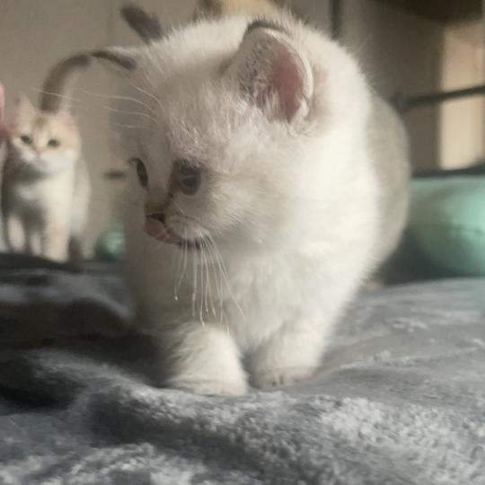 Burton Du Domaine de Phyr Mâle British Shorthair