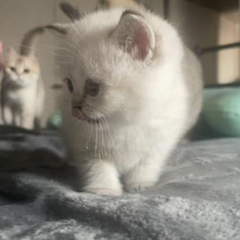 chaton British Shorthair seal golden point Burton Chatterie Le Domaine de Phyr