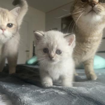 chaton British Shorthair seal golden point Burton Chatterie Le Domaine de Phyr