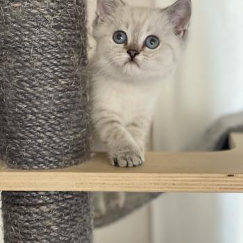 chaton British Shorthair seal golden point Burton Chatterie Le Domaine de Phyr