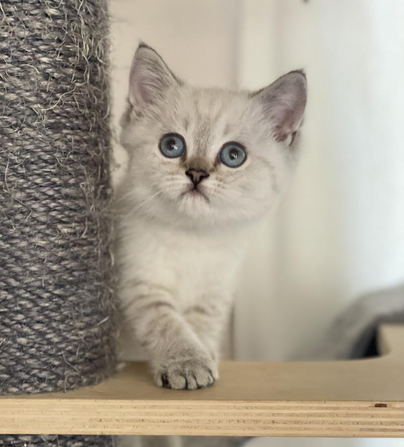 Burton Du Domaine de Phyr Mâle British Shorthair