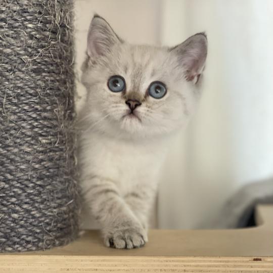 Burton Du Domaine de Phyr Mâle British Shorthair