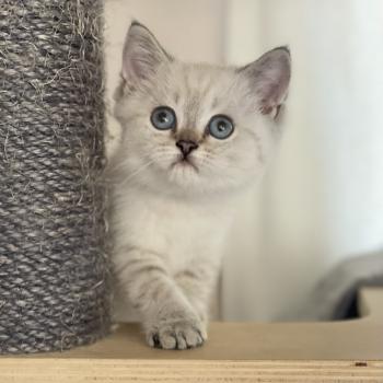 chaton British Shorthair seal golden point Burton Chatterie Le Domaine de Phyr