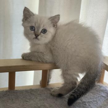 chaton British Shorthair seal golden point Burton Chatterie Le Domaine de Phyr