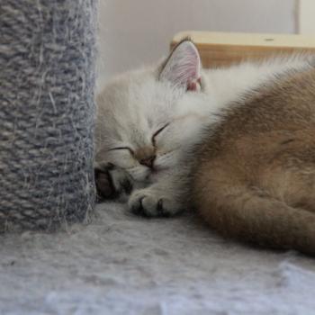 chaton British Shorthair seal golden point Burton Chatterie Le Domaine de Phyr