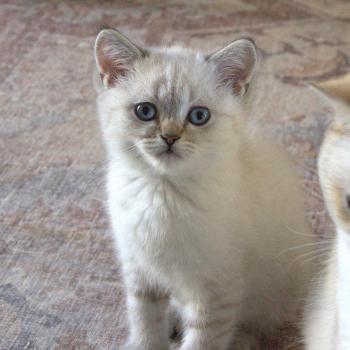 chaton British Shorthair seal golden point Burton Chatterie Le Domaine de Phyr