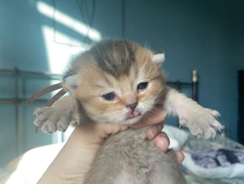 Byrd Du Domaine de Phyr Mâle British Shorthair