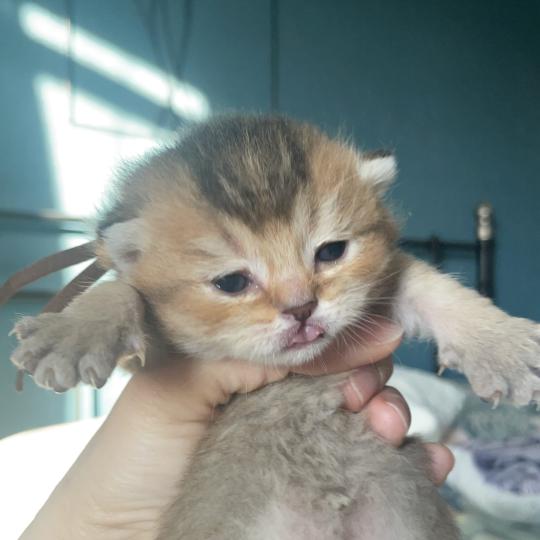 Byrd Du Domaine de Phyr Mâle British Shorthair