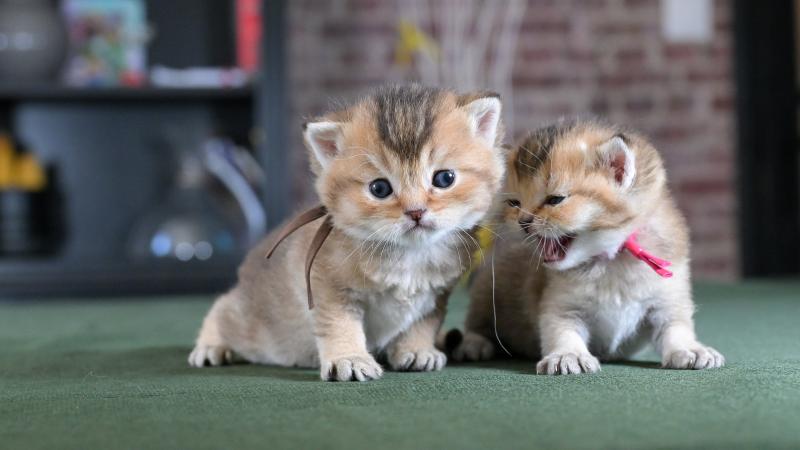 Byrd Du Domaine de Phyr Mâle British Shorthair