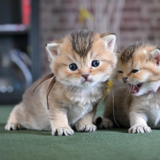 Byrd Du Domaine de Phyr Mâle British Shorthair