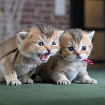chaton British Shorthair black golden shaded Byrd Chatterie Le Domaine de Phyr