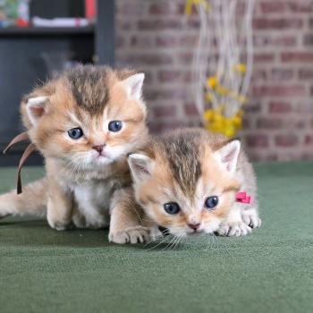 chaton British Shorthair black golden shaded Byrd Chatterie Le Domaine de Phyr