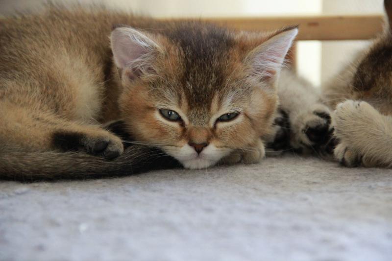 Byrd Du Domaine de Phyr Mâle British Shorthair