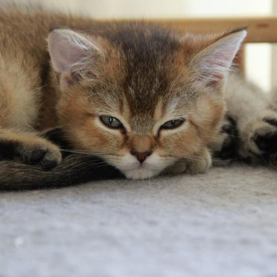 Byrd Du Domaine de Phyr Mâle British Shorthair