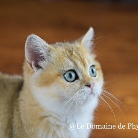 LEONARD JR Mâle British Shorthair