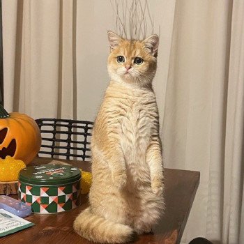 chat British Shorthair black golden shaded CICI LEONARD JR Chatterie Le Domaine de Phyr