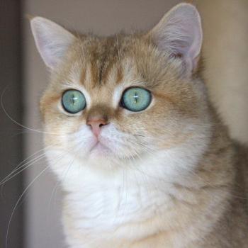 chat British Shorthair black golden shaded LEONARD JR Chatterie Le Domaine de Phyr