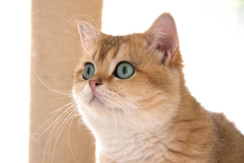 LEONARD JR Mâle British Shorthair