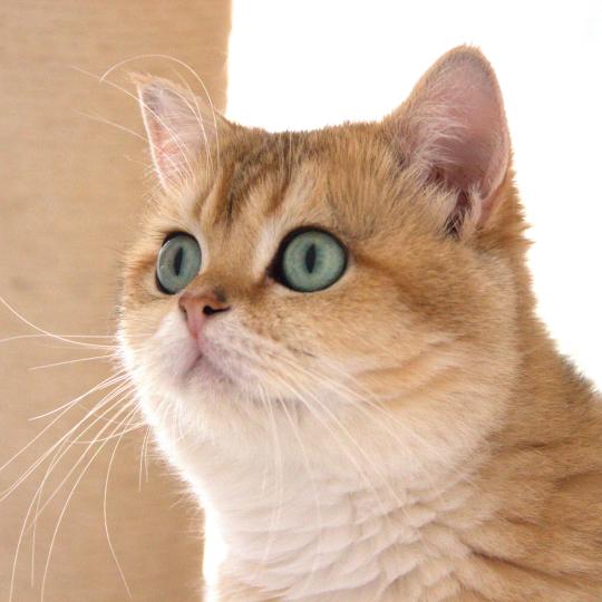 LEONARD JR Mâle British Shorthair
