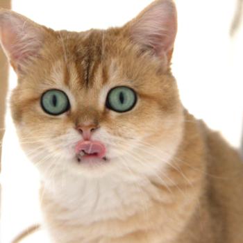 chat British Shorthair black golden shaded LEONARD JR Chatterie Le Domaine de Phyr
