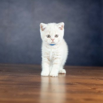 chaton British Shorthair VARIOSO STORM Chatterie Le Domaine de Phyr chaton British Shorthair VARIOSO STORM Chatterie Le Domaine de Phyr