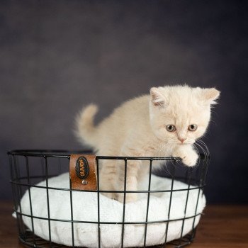 chaton British Shorthair VARIOSO STORM Chatterie Le Domaine de Phyr chaton British Shorthair VARIOSO STORM Chatterie Le Domaine de Phyr