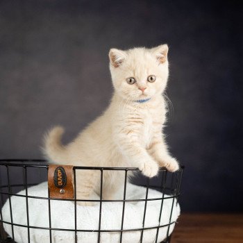 chaton British Shorthair VARIOSO STORM Chatterie Le Domaine de Phyr chaton British Shorthair VARIOSO STORM Chatterie Le Domaine de Phyr
