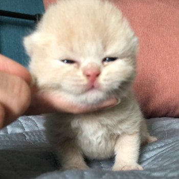 chaton British Shorthair VARIOSO STORM Chatterie Le Domaine de Phyr chaton British Shorthair VARIOSO STORM Chatterie Le Domaine de Phyr
