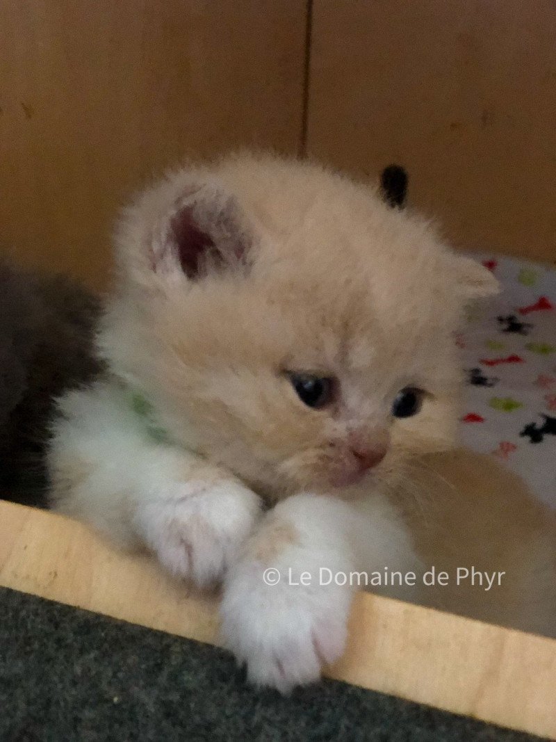 Albâtre Du Domaine de Phyr Mâle British Shorthair