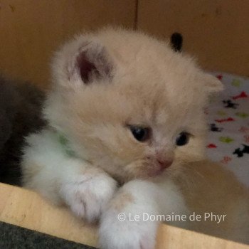 chaton British Shorthair cream Crème collier vert Chatterie Le Domaine de Phyr