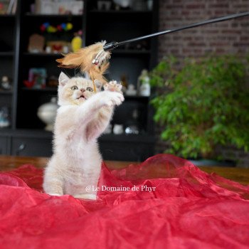 chaton British Shorthair cream bicolor Albâtre Chatterie Le Domaine de Phyr