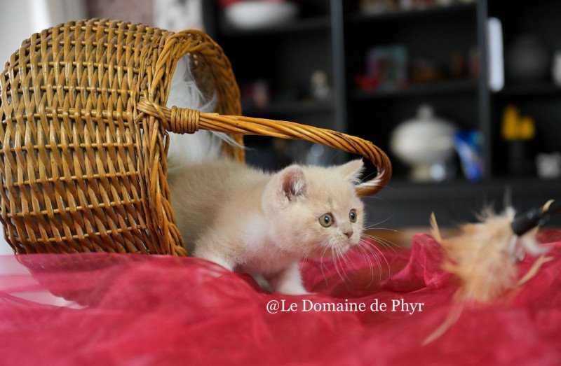 Albâtre Du Domaine de Phyr Mâle British Shorthair