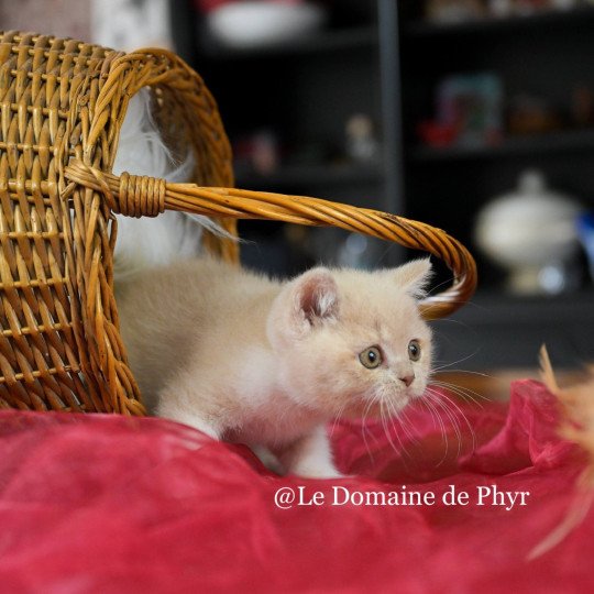 Albâtre Du Domaine de Phyr Mâle British Shorthair