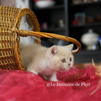 chaton British Shorthair cream bicolor Albâtre Chatterie Le Domaine de Phyr