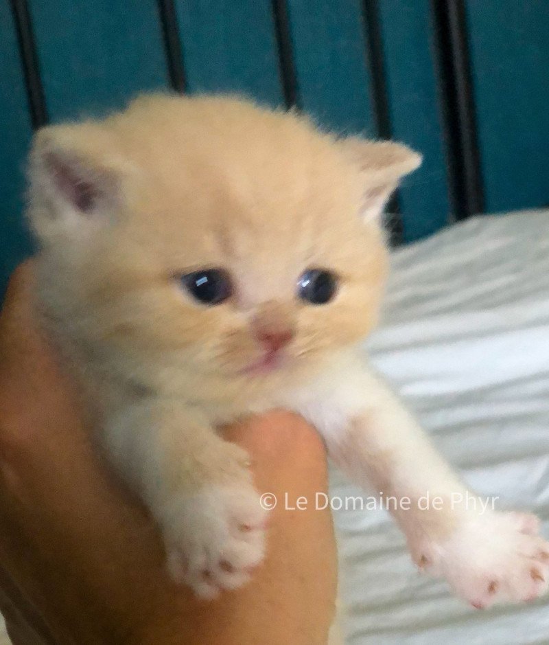 Acajou Du Domaine de Phyr Mâle British Shorthair
