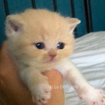 chaton British Shorthair cream bicolor Crème sans collier Chatterie Le Domaine de Phyr