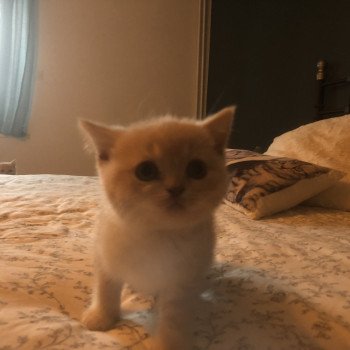 chaton British Shorthair cream bicolor Acajou Chatterie Le Domaine de Phyr