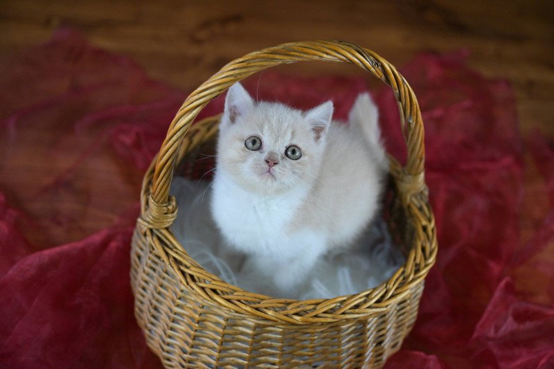 Acajou Du Domaine de Phyr Mâle British Shorthair