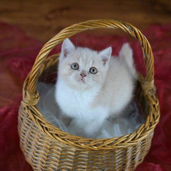 chaton British Shorthair cream bicolor Acajou Chatterie Le Domaine de Phyr
