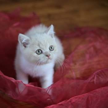 chaton British Shorthair cream bicolor Acajou Chatterie Le Domaine de Phyr