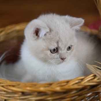 chaton British Shorthair cream bicolor Acajou Chatterie Le Domaine de Phyr