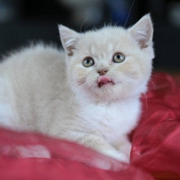 chaton British Shorthair cream bicolor Acajou Chatterie Le Domaine de Phyr