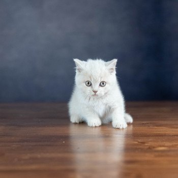 chaton British Shorthair cream ZELIG GRIM Chatterie Le Domaine de Phyr