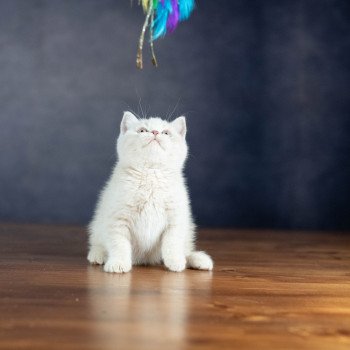 chaton British Shorthair cream ZELIG GRIM Chatterie Le Domaine de Phyr