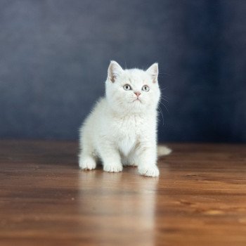 chaton British Shorthair cream ZELIG GRIM Chatterie Le Domaine de Phyr
