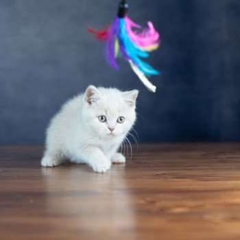 chaton British Shorthair cream ZELIG GRIM Chatterie Le Domaine de Phyr