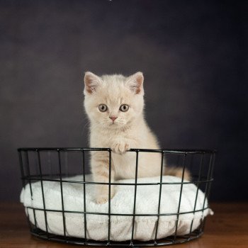 chaton British Shorthair cream ZELIG GRIM Chatterie Le Domaine de Phyr