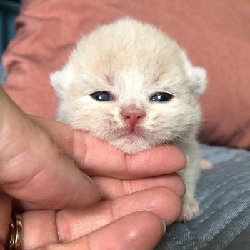 chaton British Shorthair cream ZELIG GRIM Chatterie Le Domaine de Phyr